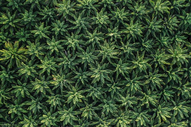 Histoire du Cannabis : Des Temps Anciens à Aujourd’hui
